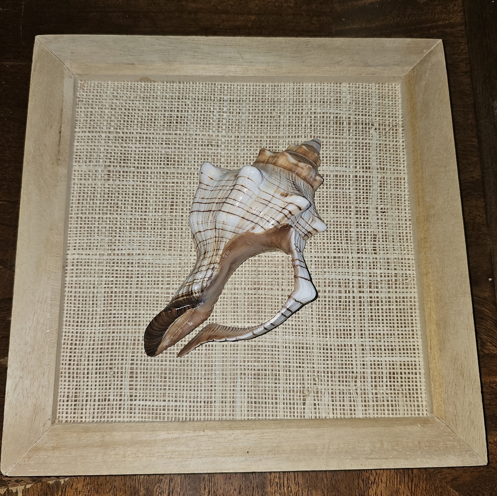 FRAMED STRIPED FOX SEA SHELL WALL HANGING 8" X 8" TROPICAL BEACH DECOR NAUTICAL